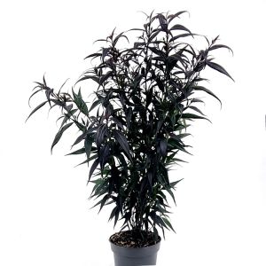 Strobilanthes Atropurpureus Brunethy 17 cm pot