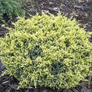 Juniperus squamata Drean Joy