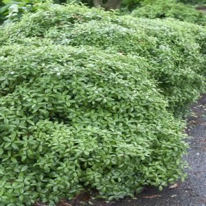 Pittosporum tenuifolium Gof Ball
