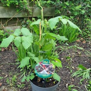 Rubus trio v2