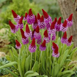 Primula Vialli
