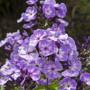 Phlox Paniculata Blue