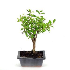 Bonsai Malphigia 12 cm v2