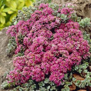 Sedum cyanium Sachalin