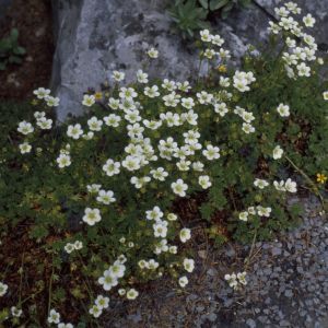 Saxifraga Paniculata