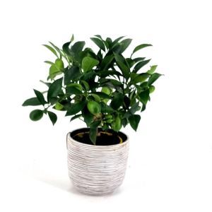Citrus Lyvia Lakeland