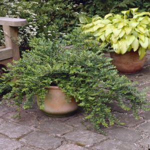 Lonicera Maigrun