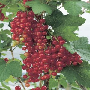 Ribes Jonkheer van Tets v3