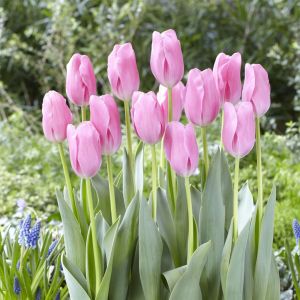 Tulip triumph Mistress