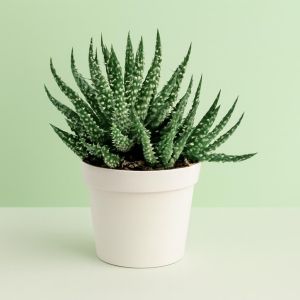 Aloe humilis shark 10 Studio