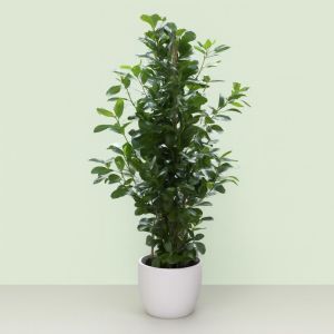 Ficus microcarpa Moclame Studio