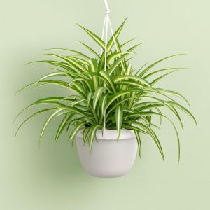 Chlorophytum comosum variegatus Studio