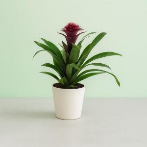 calathea erde Calathea & Maranta-Erde (5 L)