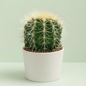 Echino cactus Grusonii Studio