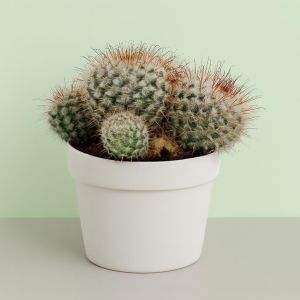 Mamillaria 12cm Studio