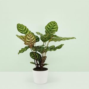 Calathea Makoyana V3 Studio