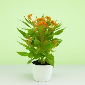 kartoffeln saatgut BIO Pflanzkartoffeln Linda 2,5 kg ABVERKAUF – Biogartenladen main image 1