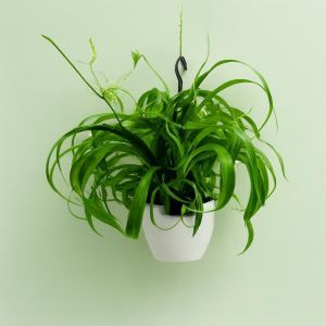 monstera deliciosa var brazil Monstera deliciosa var sierrana Mexico – Amazon Garden Thailand