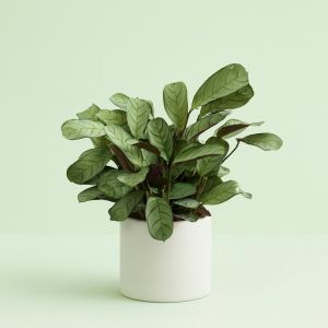 Ctenanthe Amagris Studio