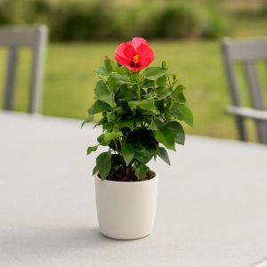 Hibiscus sinensis Pink Studio