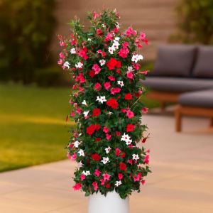 Dipladenia Mix Studio