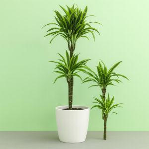 Dracaena Lemon Lime Studio V3