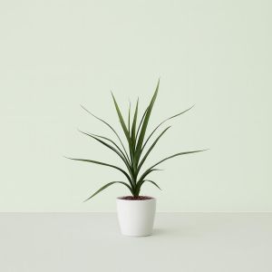 Dracaena marginata 9 cm Studio