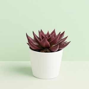 Echeveria Antaris 10 Studio