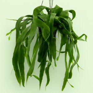 Epiphyllum Orchid Cacti Studio