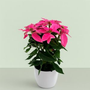 Poinsettia Pink Studio