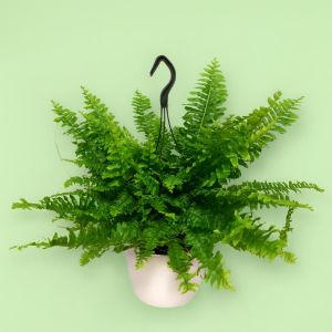 Fern Nephrolepis Green Moment Studio