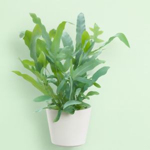 Phlebodium aureum Blue Star Studio