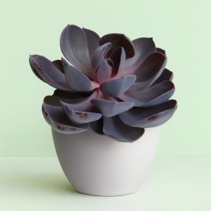 Echeveria Purple Pearl Studio