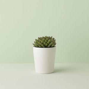 Echeveria purple Sky Pearl Studio