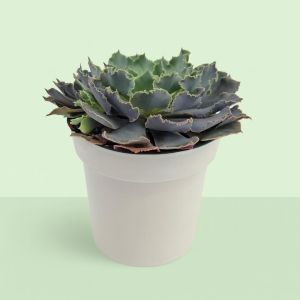 Echeveria Ruffled Studio