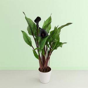 Zantedeschia gnstig kaufen - Meingartenshop.de