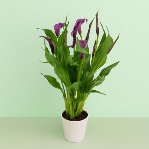 Zantedeschia gnstig kaufen - Meingartenshop.de