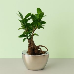 Ficus Retusa (microcarpa) Ceramic schotel V2 Studio