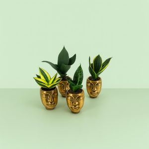 Sansevieria mix Studio