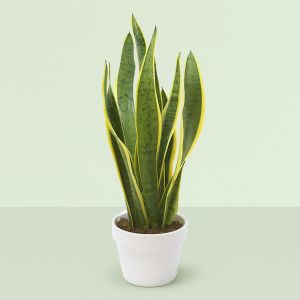 sansevieria laurentii.jpg Studio