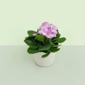 Saintpaulia light pink Studio