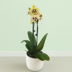 Phalaenopsis bicolor Studio
