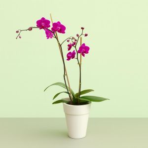 Phaleanopsis Purple Studio