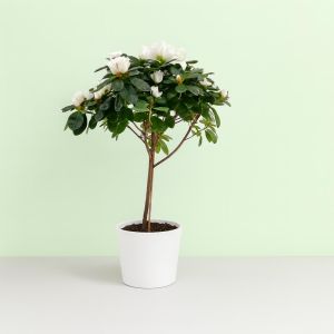 Rhododendron Simsii Wit Standard Studio