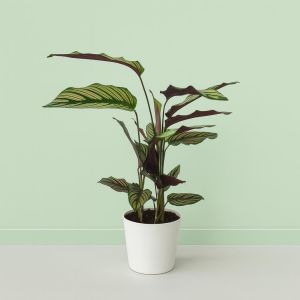 Calathea Makoyana White Star 12 cm pot Studio