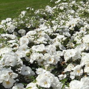 Rosan Floribunda Innocencia 8