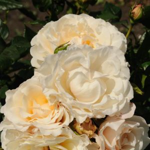 Climbing Rose eloise jpeg