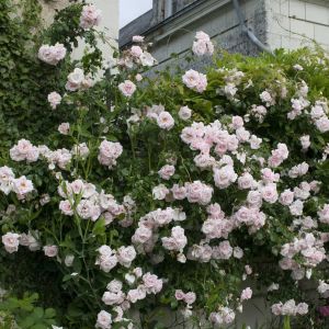 Rosa new dawn (als Uetersener)