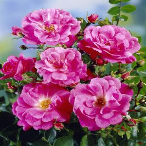 Ground Covering Rose Palmengarten Frankfurt