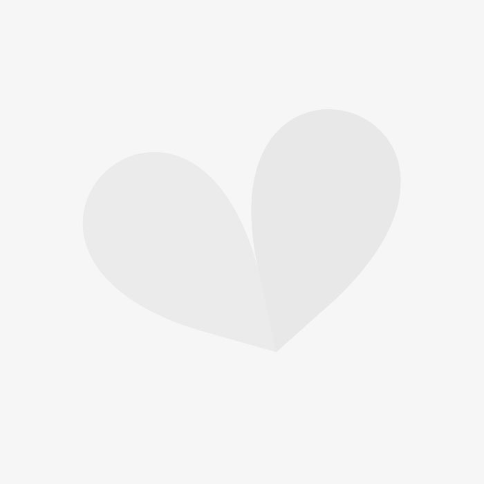 Pfingstrose Weiss Schnell Und Gunstig Online Kaufen Meingartenshop